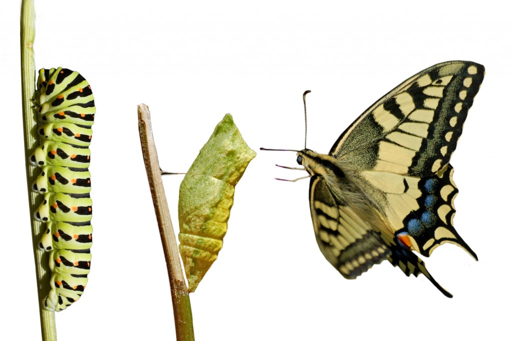 Butterfly metamorphosis